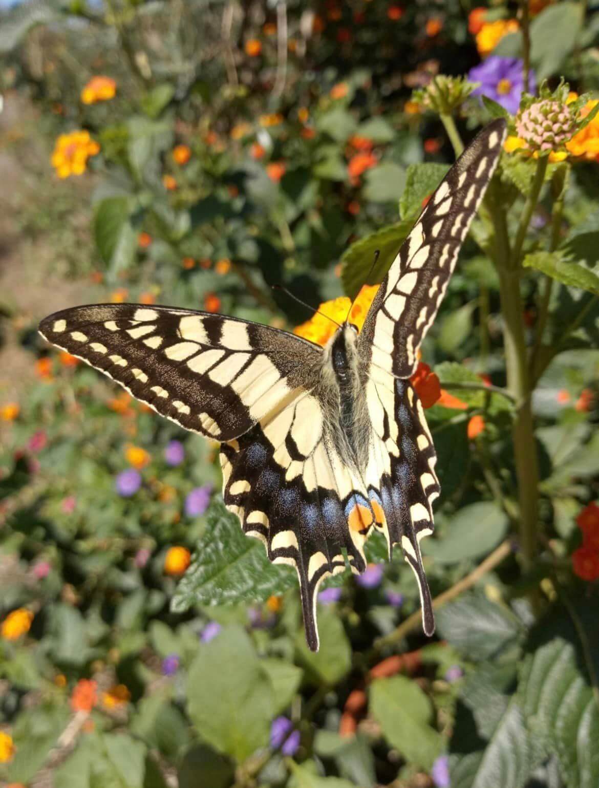 Quinta do Despertar Arcaico