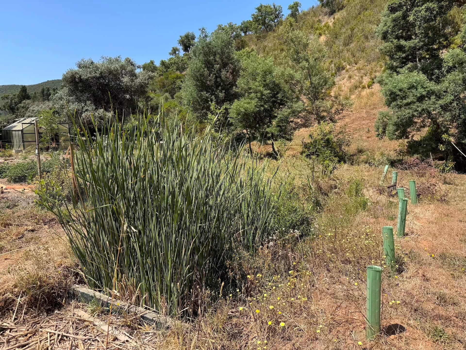 Estação de fitodepuração