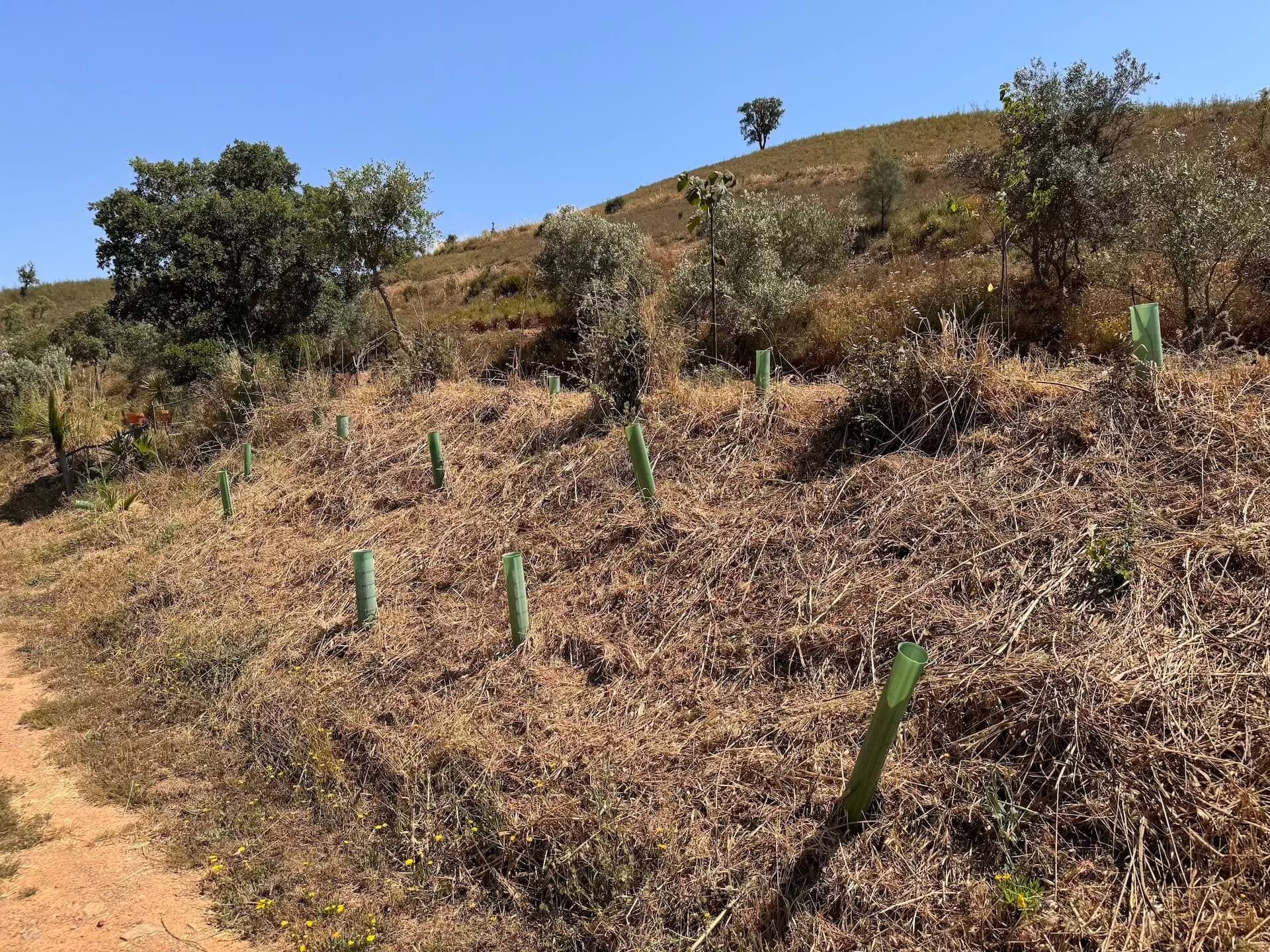 Riforestazione
